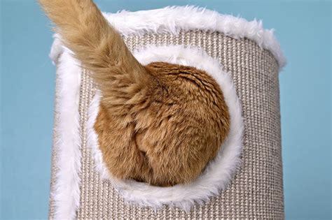 Cat Butts: How They Provide Crucial Info About Your Kitty’s